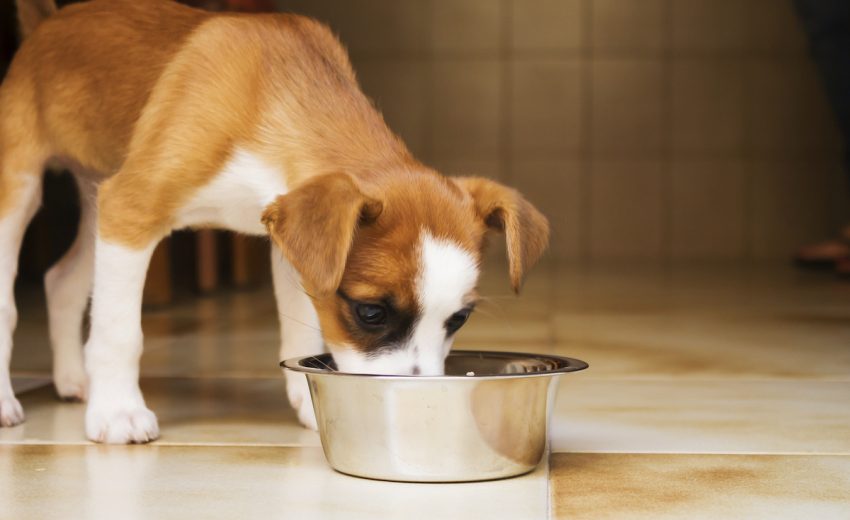 best dry food for dogs
