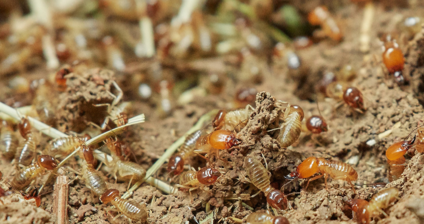 Anthem AZ termite control
